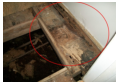 rotting wood image